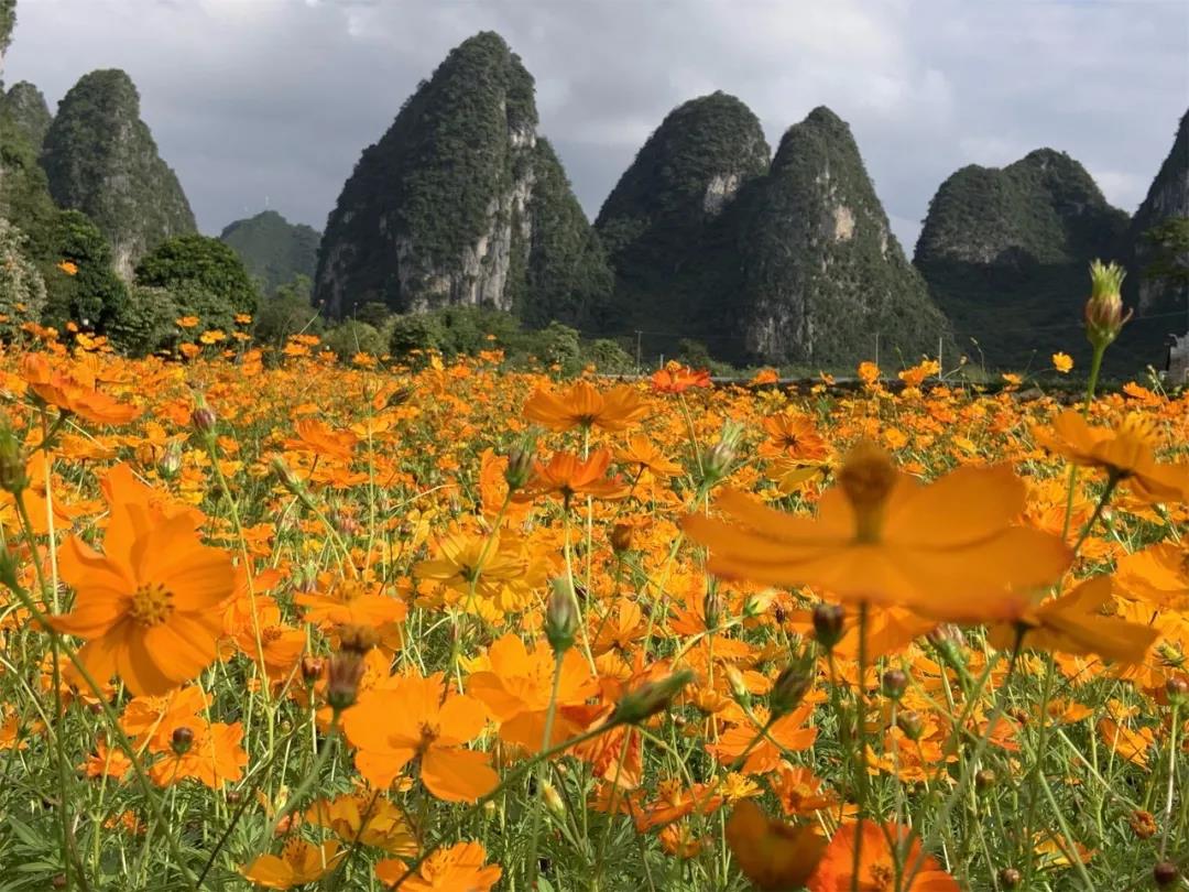 【秋游賞花】最美硫華菊，盛放黃金海，我言秋日勝春朝，秋游賞花正當時